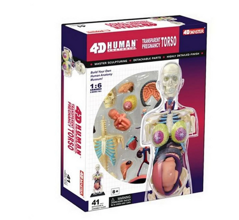 Anatomy